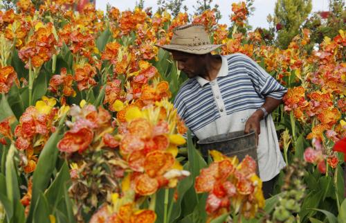 A Syrian farmer living in Lebanon works on flowers for sale at a plantation in Qasmiyeh in southern Lebanon, May 22, 2012. Reuters/Ali Hashisho